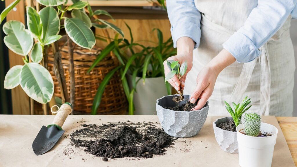 Choosing the Right Pot for Your Indoor Plant