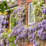 Climbing plants that brighten walls.