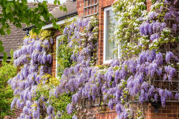 Climbing plants that brighten walls.