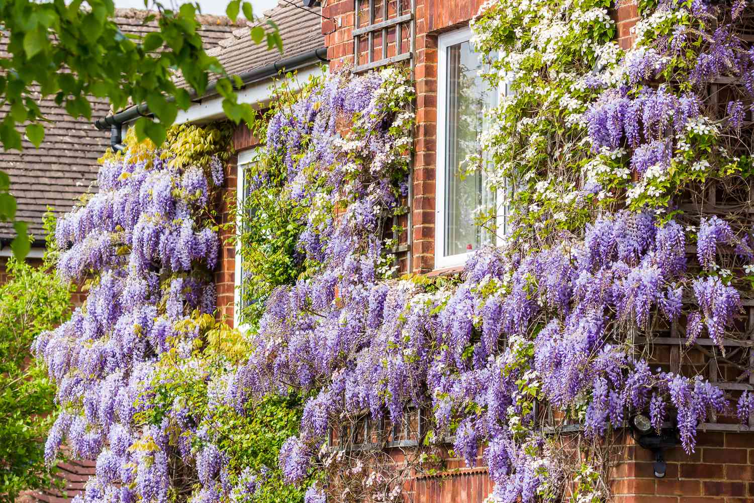 Climbing plants that brighten walls.