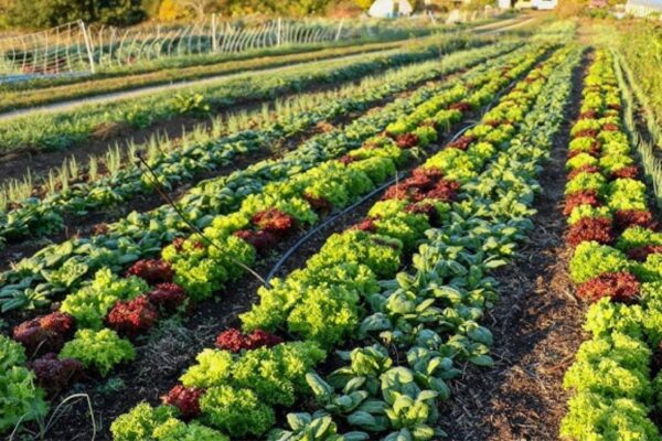 Companion planting for better yields.