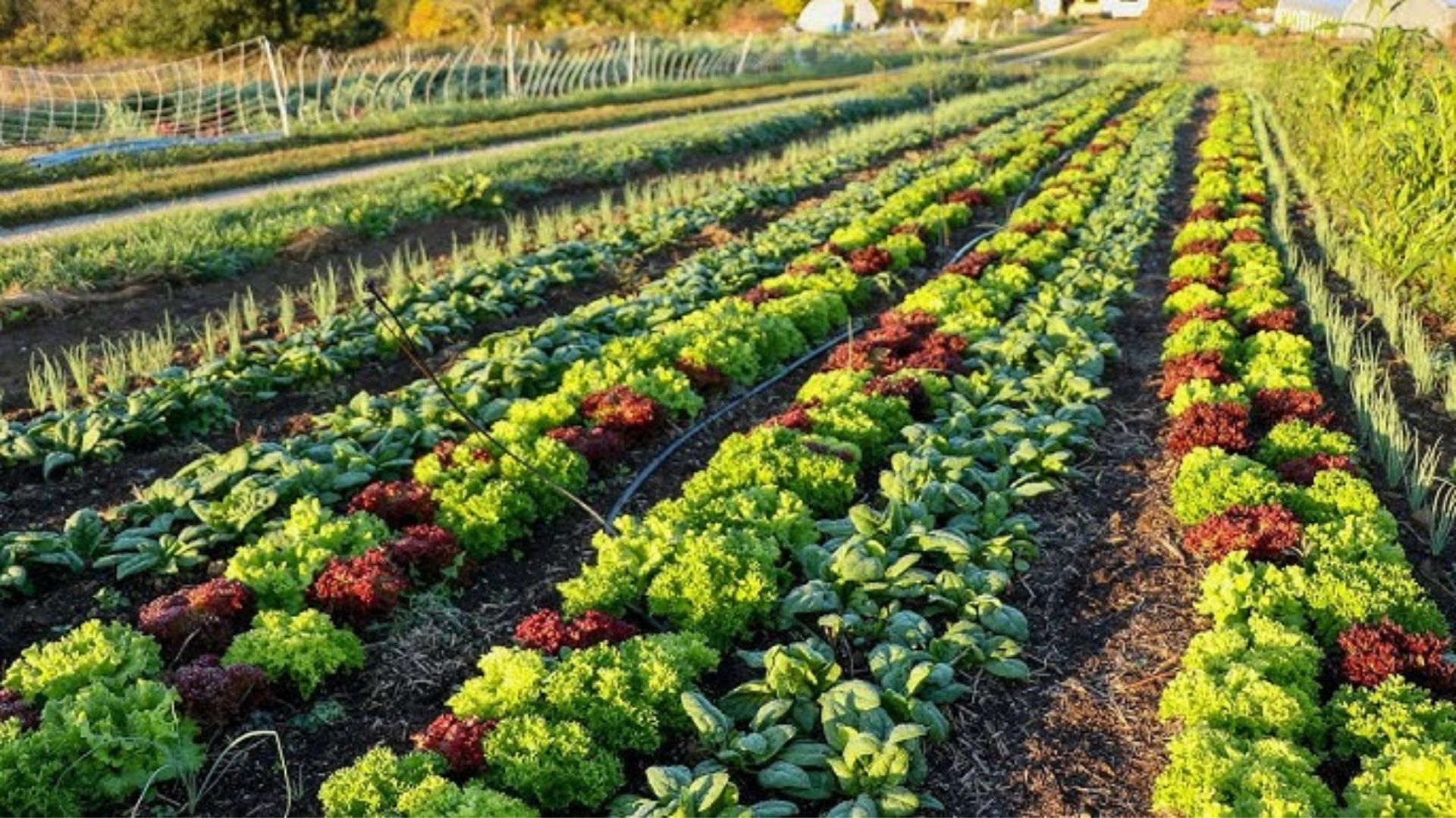 Companion planting for better yields.