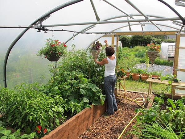 Companion planting for better yields