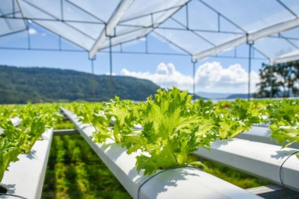 Crop Health Improvements Through Green Farming.