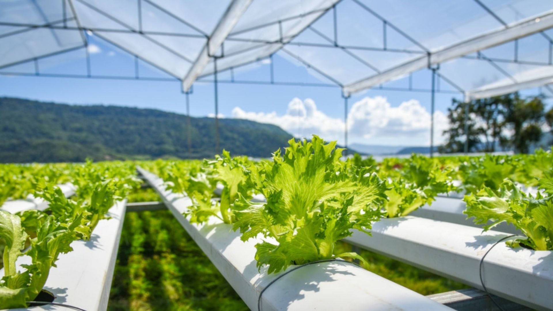 Crop Health Improvements Through Green Farming.
