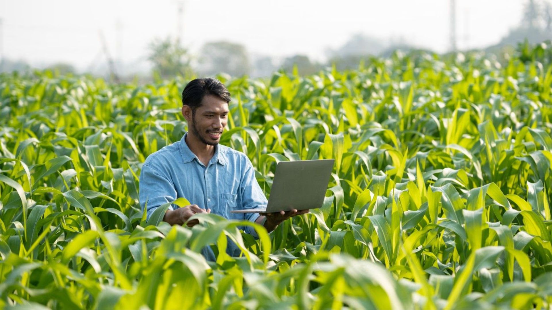 Crop Health Improvements Through Green Farming