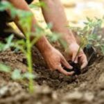 Crop rotation for healthy soil