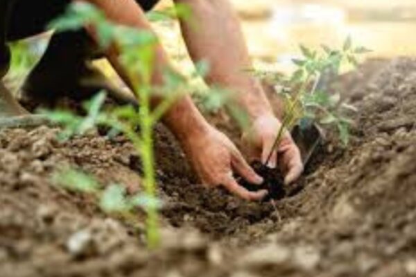 Crop rotation for healthy soil