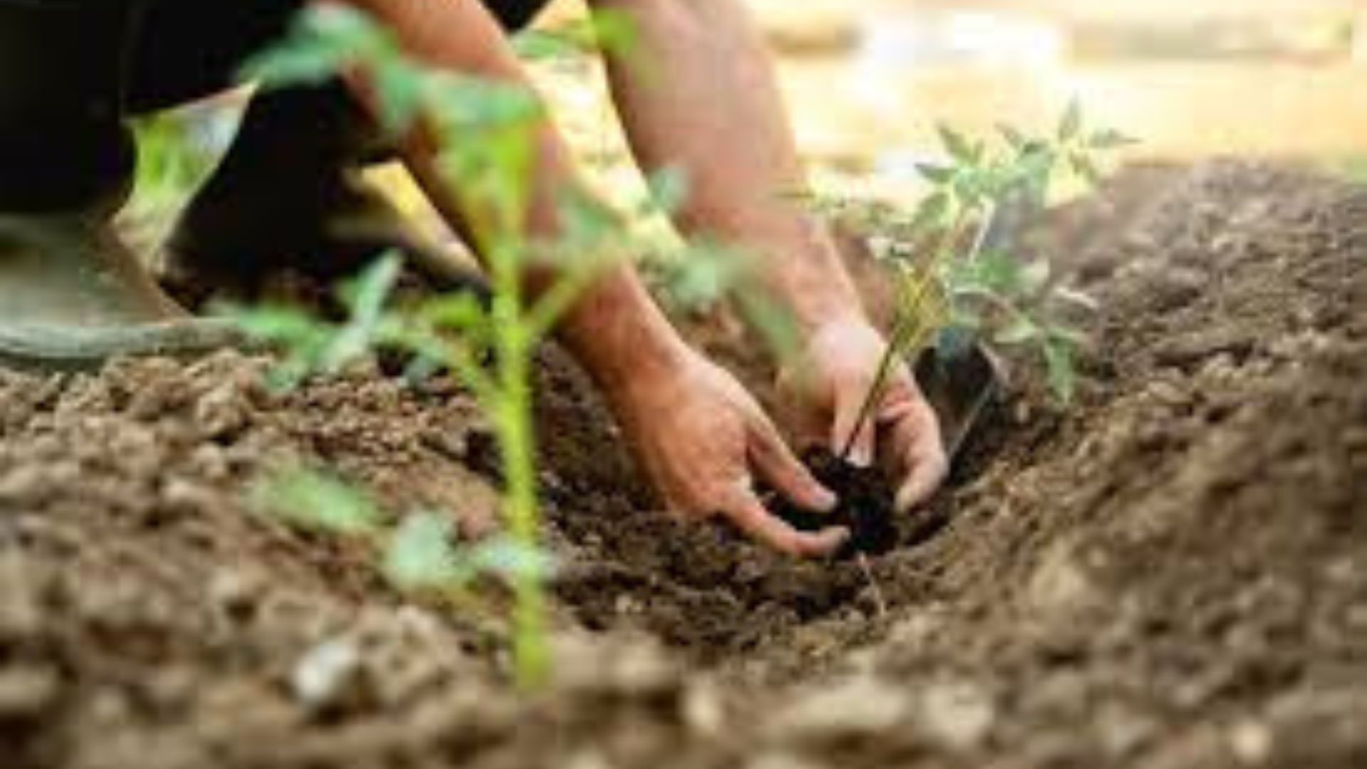 Crop rotation for healthy soil