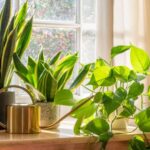 Decorating with indoor ferns