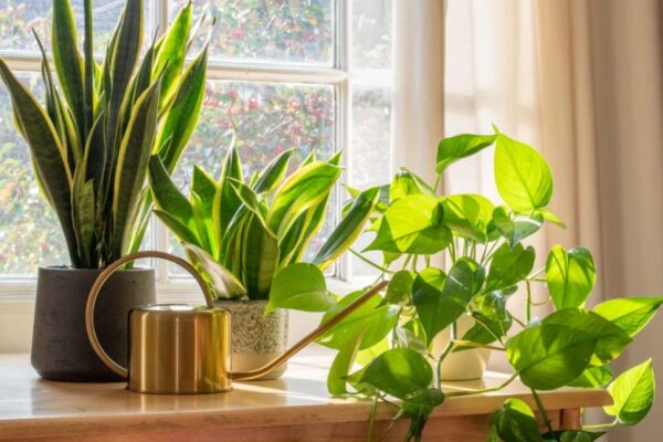 Decorating with indoor ferns