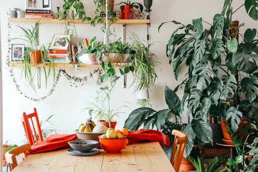 Decorating with indoor ferns