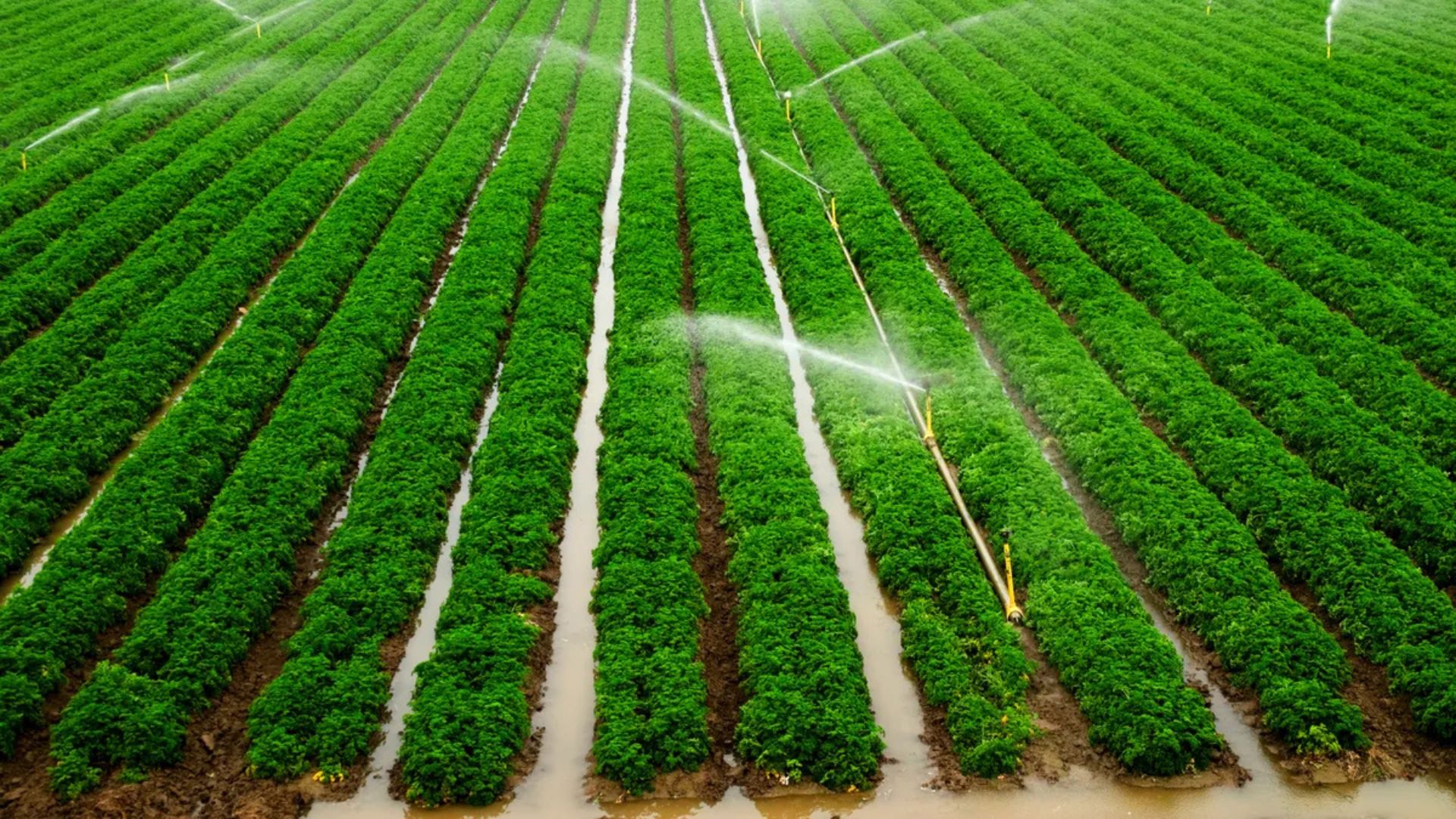 Drip Irrigation: The Water-Saving Secret of Green Farmers