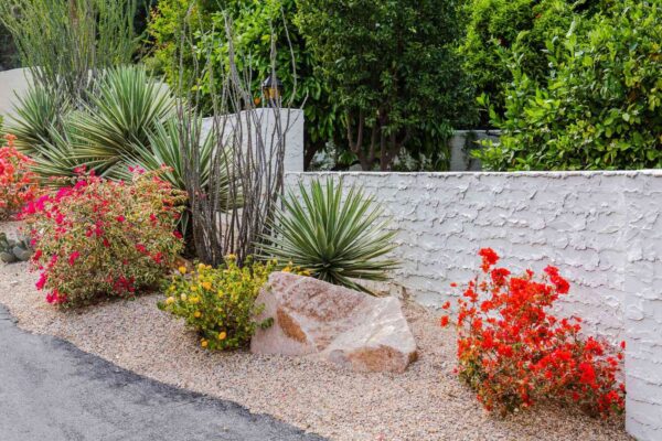 Drought Resistant Outdoor Plants Ideas Drought Resistant Outdoor Plants Ideas.