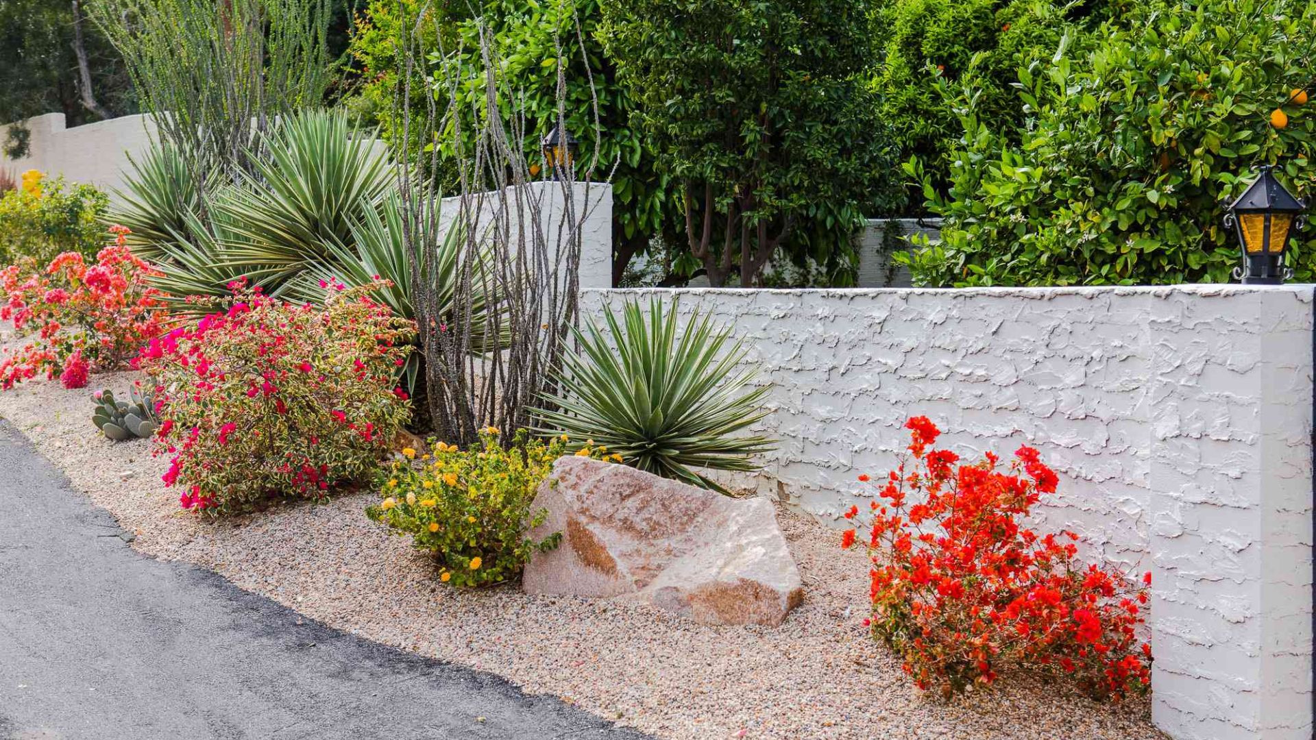 Drought Resistant Outdoor Plants Ideas.