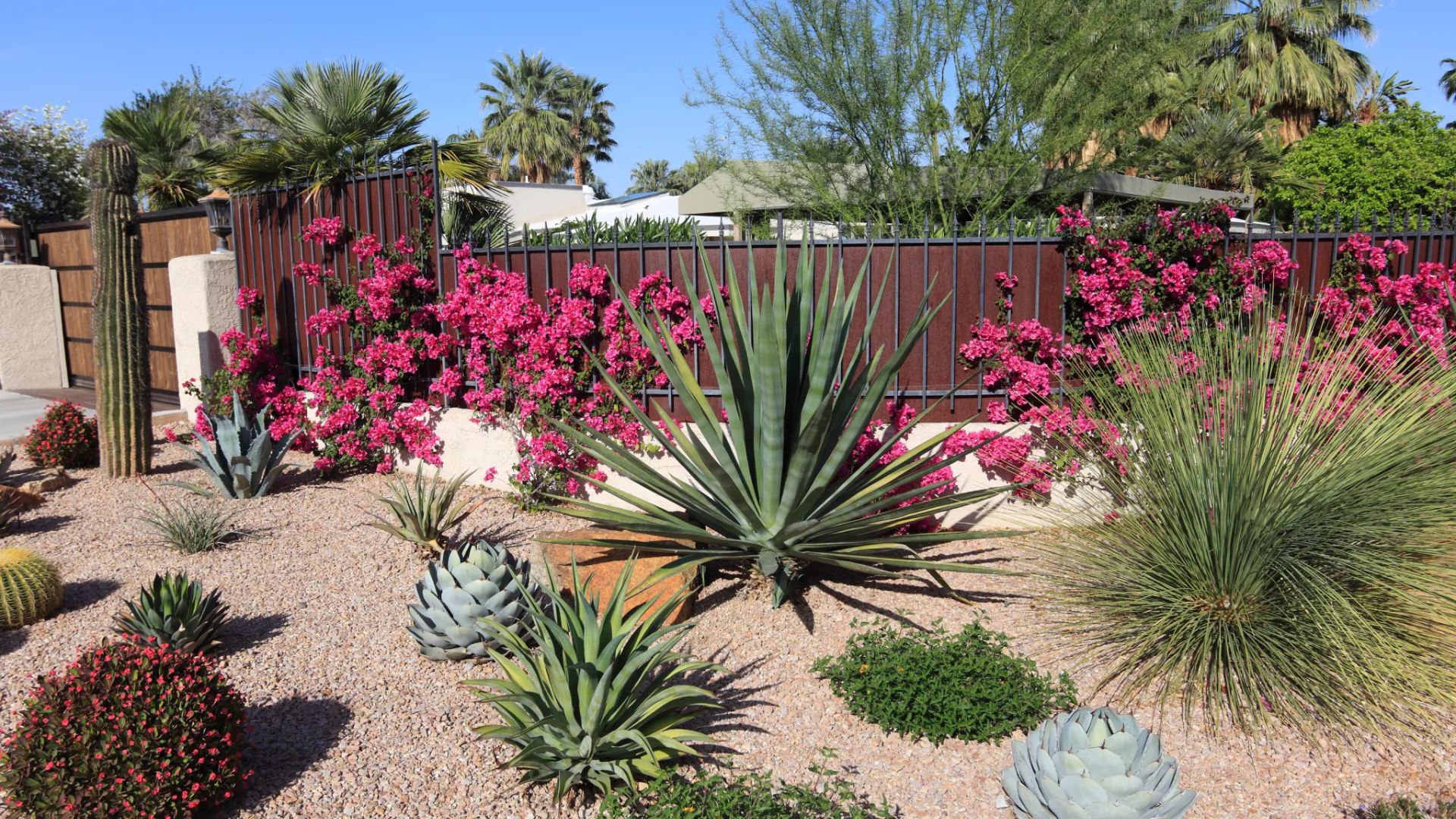 Drought Resistant Outdoor Plants Ideas