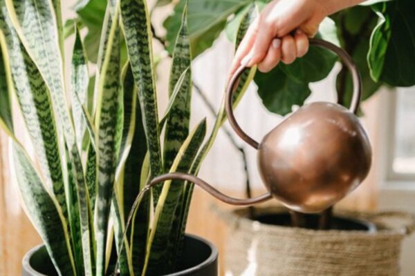 Easy Indoor Plants Maintenance Tips