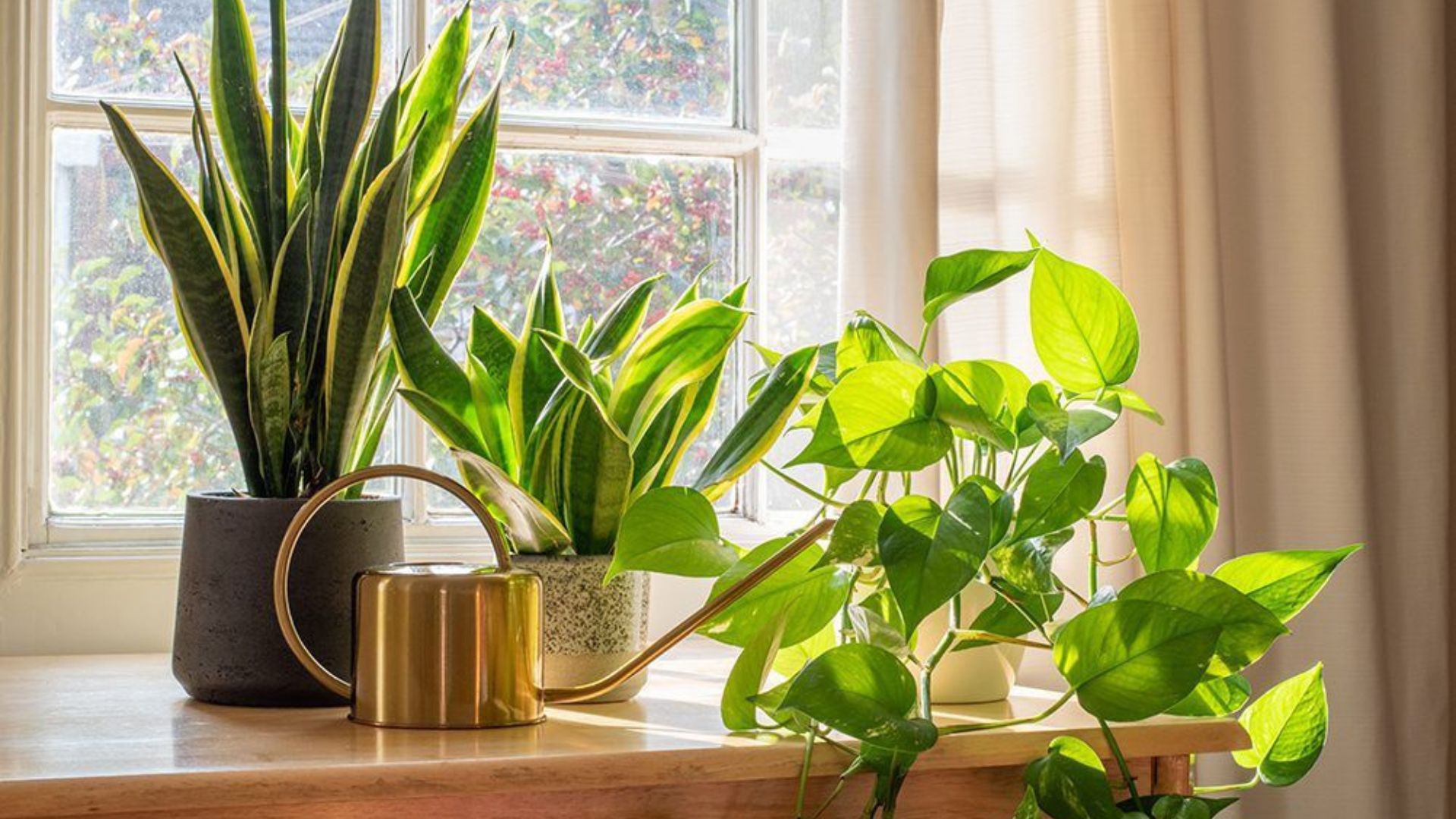 Easy Indoor Plants Maintenance Tips