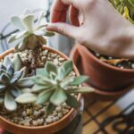 Easy-care succulents.