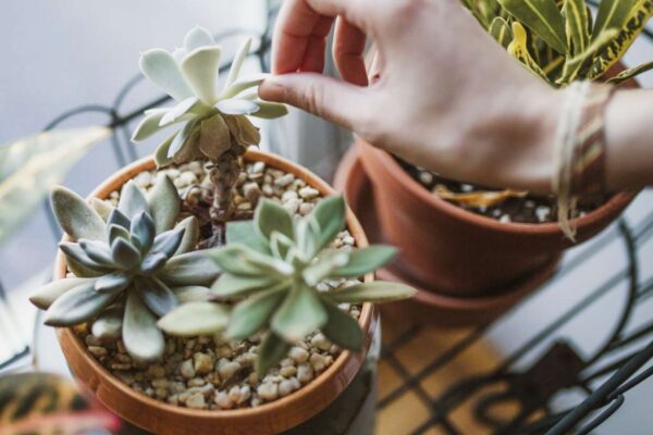 Easy-care succulents.