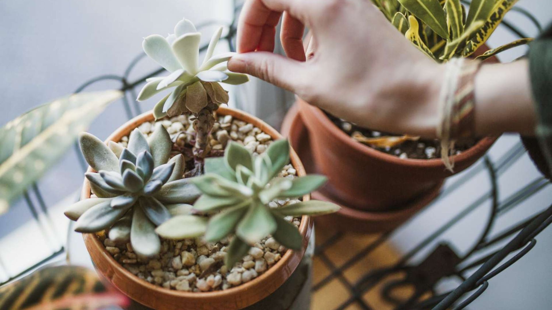 Easy-care succulents.