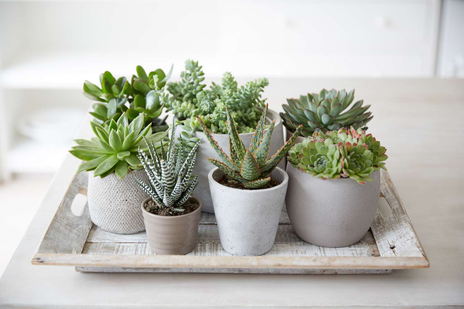 Easy-care succulents