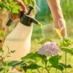 Eco-friendly pest control methods.