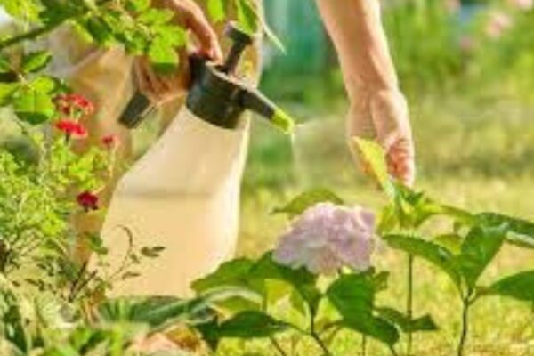 Eco-friendly pest control methods.