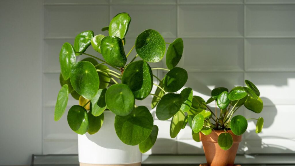 Fast Growing Indoor Plants Choices.