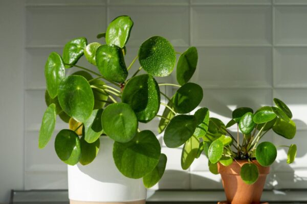 Fast Growing Indoor Plants Choices.