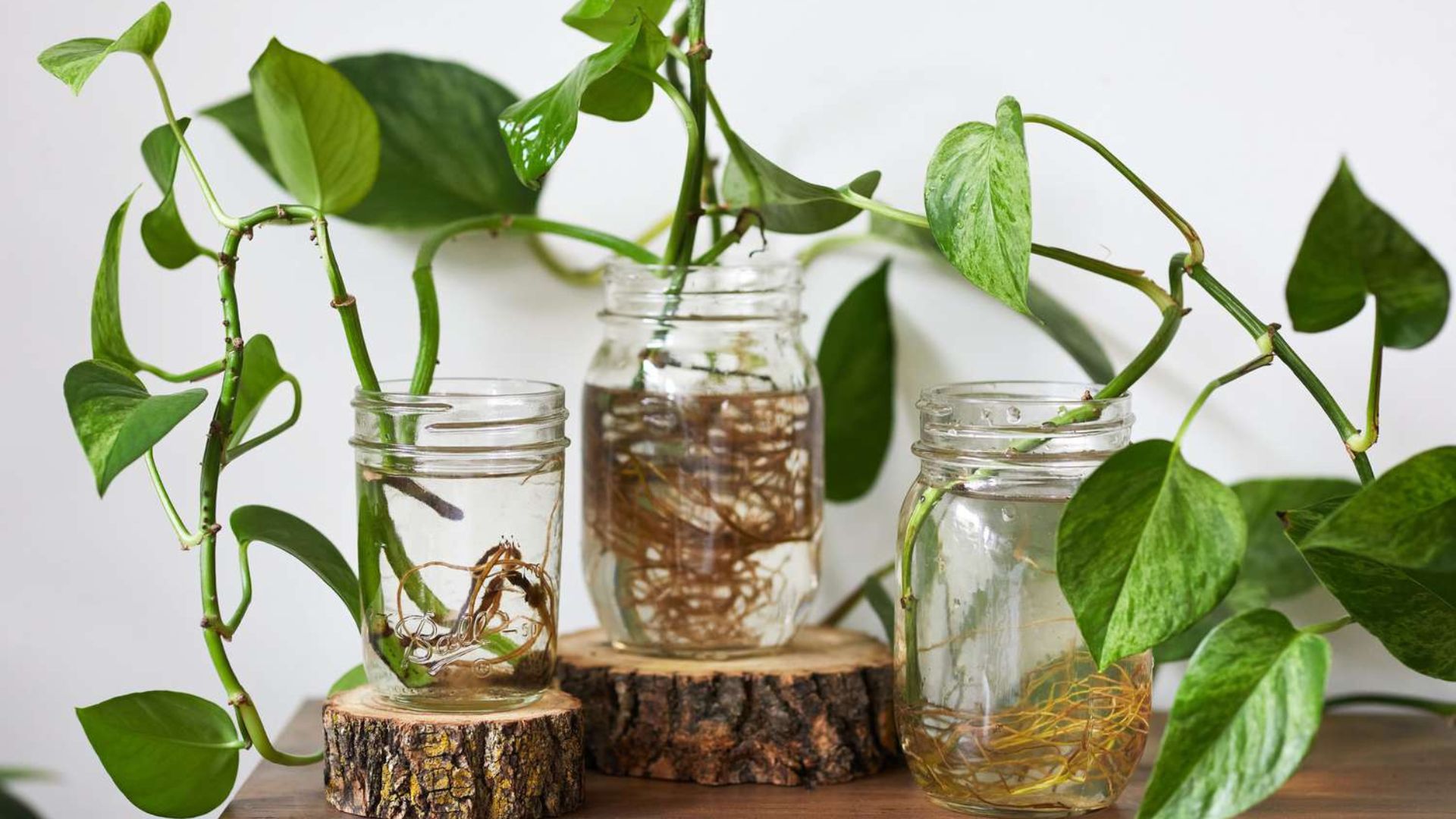 Fast Growing Indoor Plants Choices