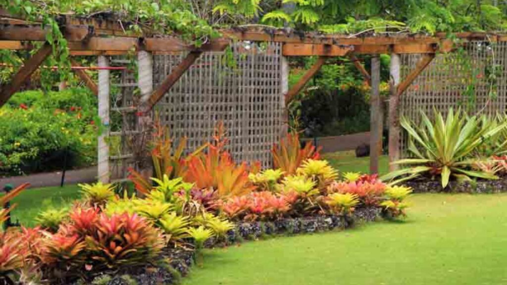 Fast Growing Options For Outdoor Plants.