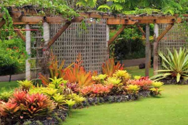 Fast Growing Options For Outdoor Plants.