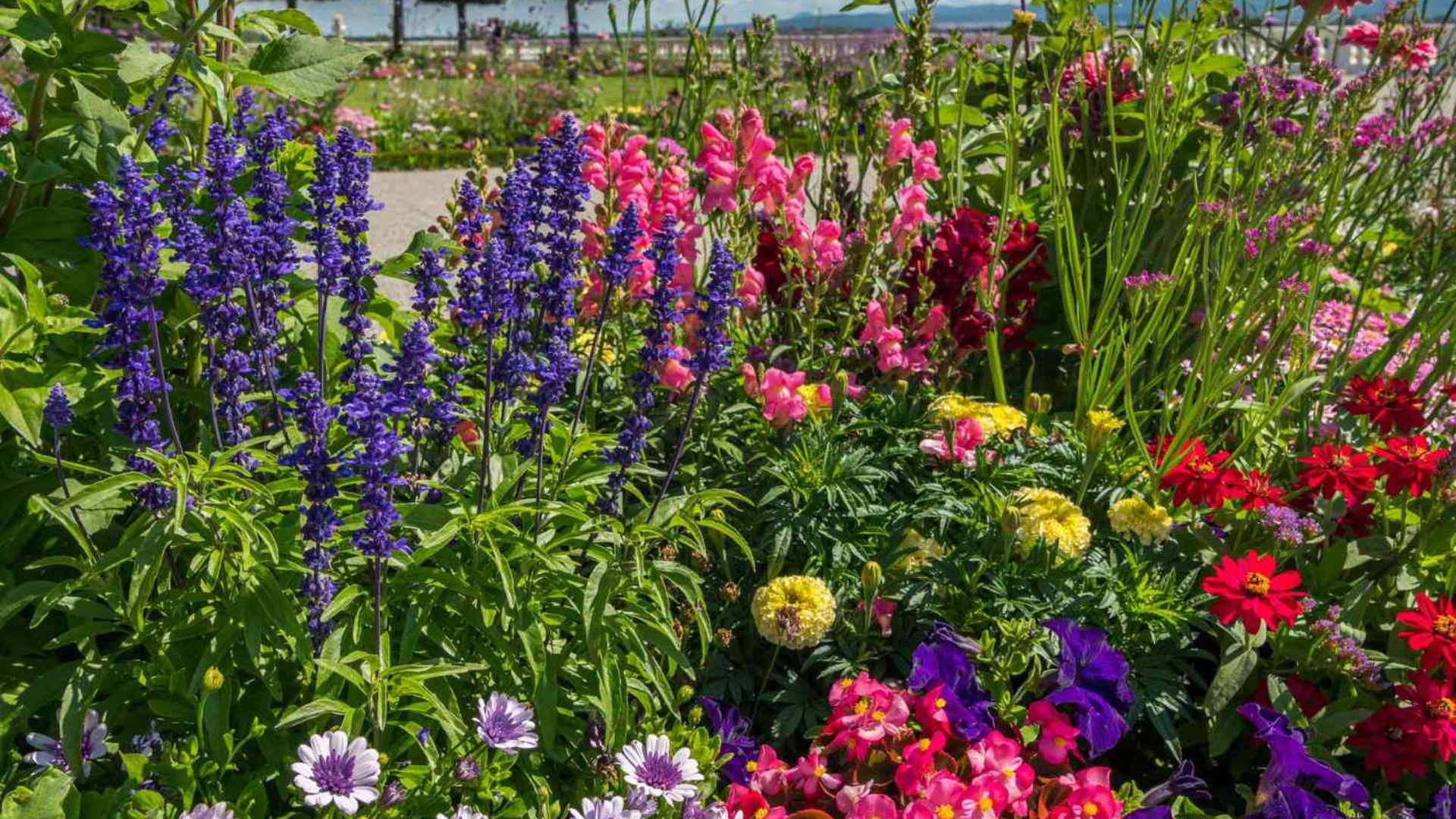 Fast Growing Options For Outdoor Plants