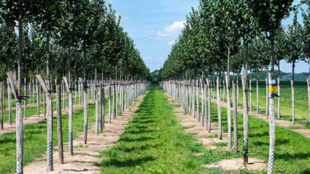 Find Your Perfect Nursery Stock.