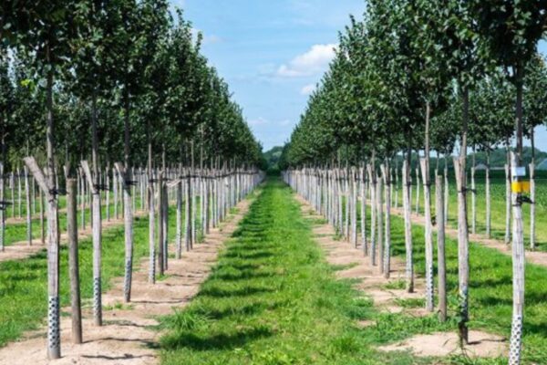 Find Your Perfect Nursery Stock.