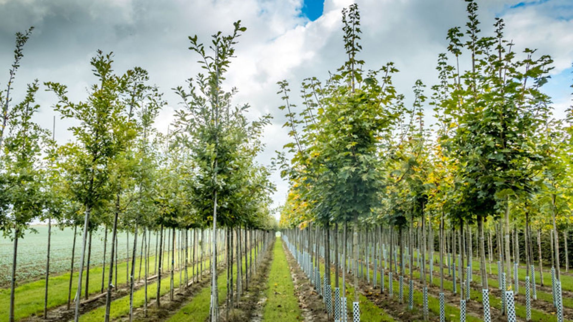 Find Your Perfect Nursery Stock