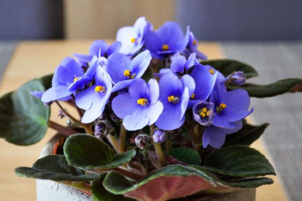 Flowering indoor plants