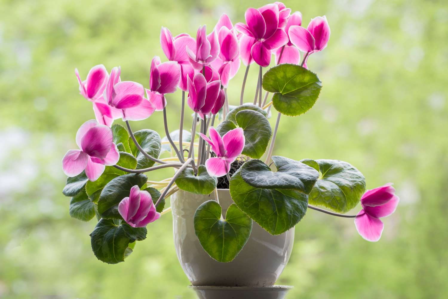 Flowering indoor plants