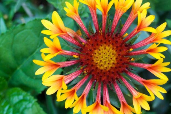Flowering plants that bloom all season Flowering plants that bloom all season.