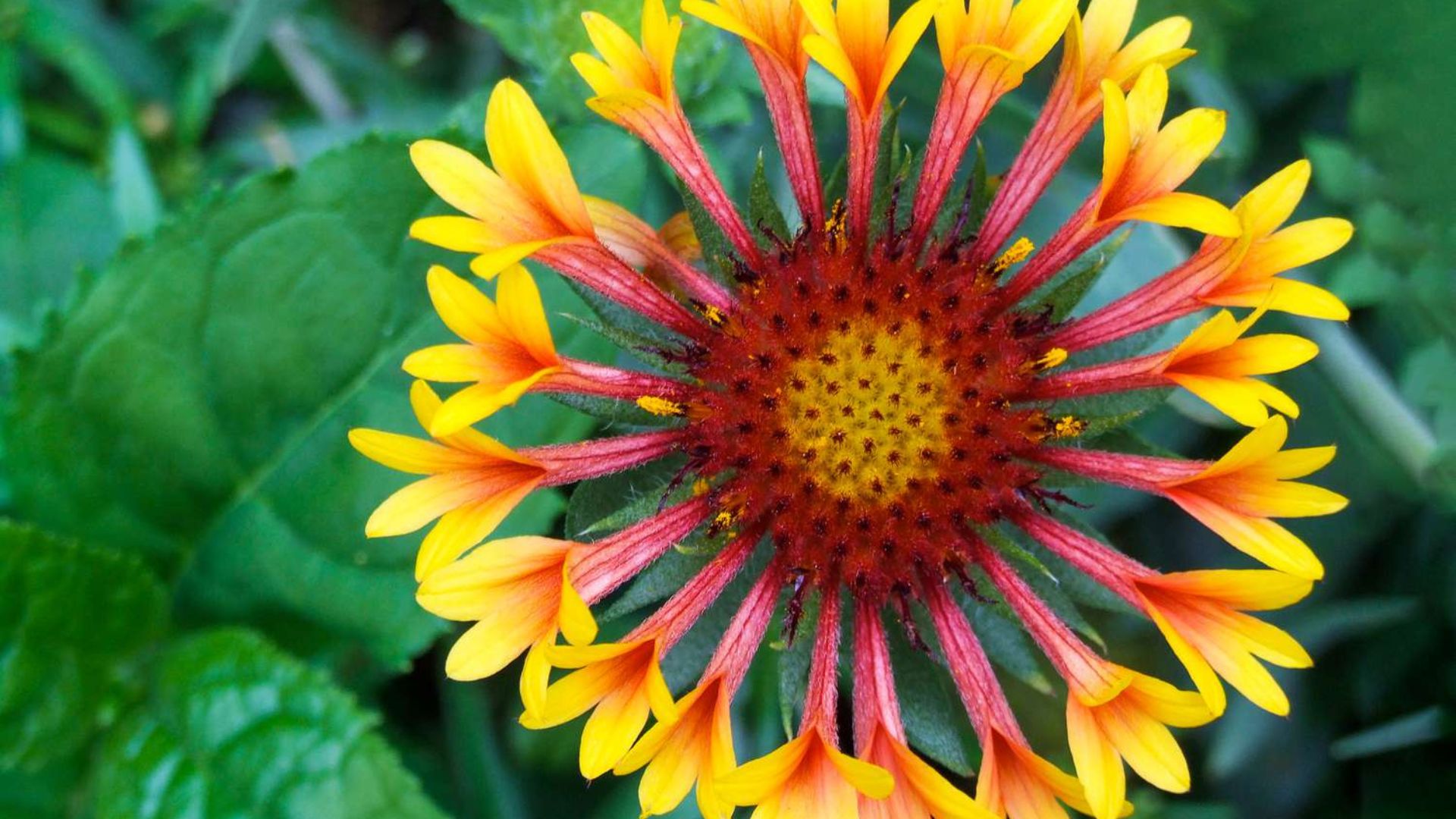 Flowering plants that bloom all season.