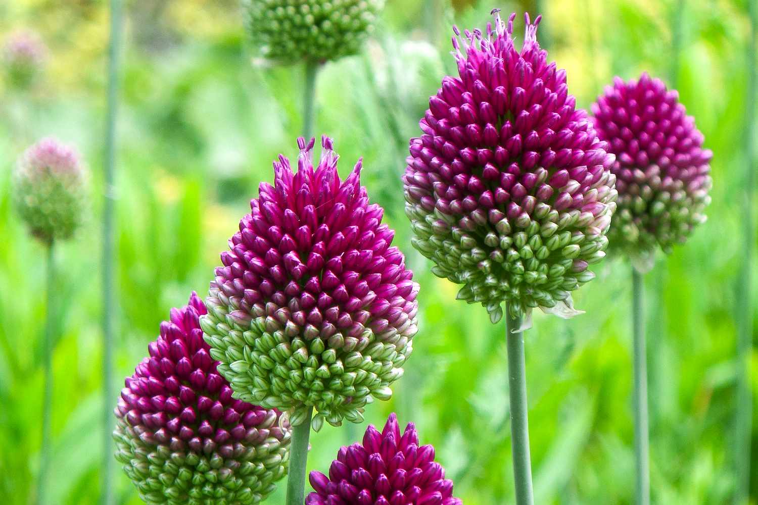 Flowering plants that bloom all season