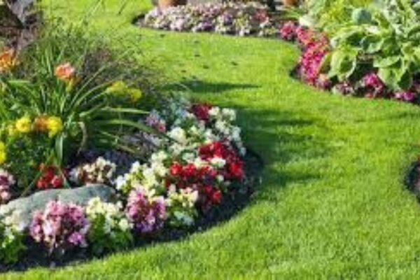 Garden-friendly ground covers.