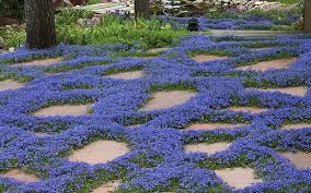 Garden-friendly ground covers