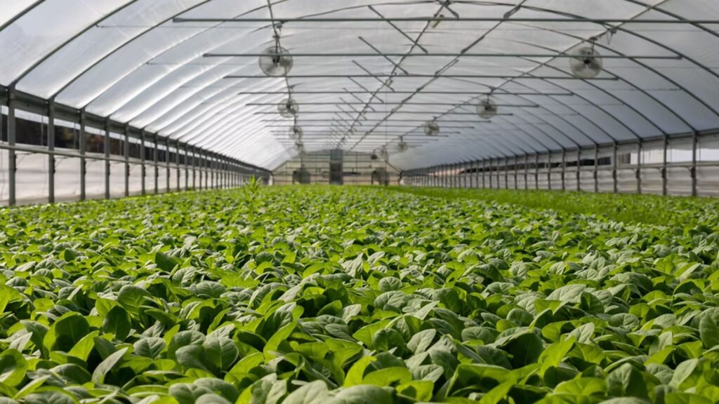 Greenhouse Farming vs. Open-Field Farming: Pros and Cons