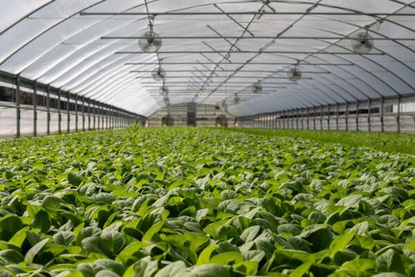 Greenhouse Farming vs. Open-Field Farming: Pros and Cons