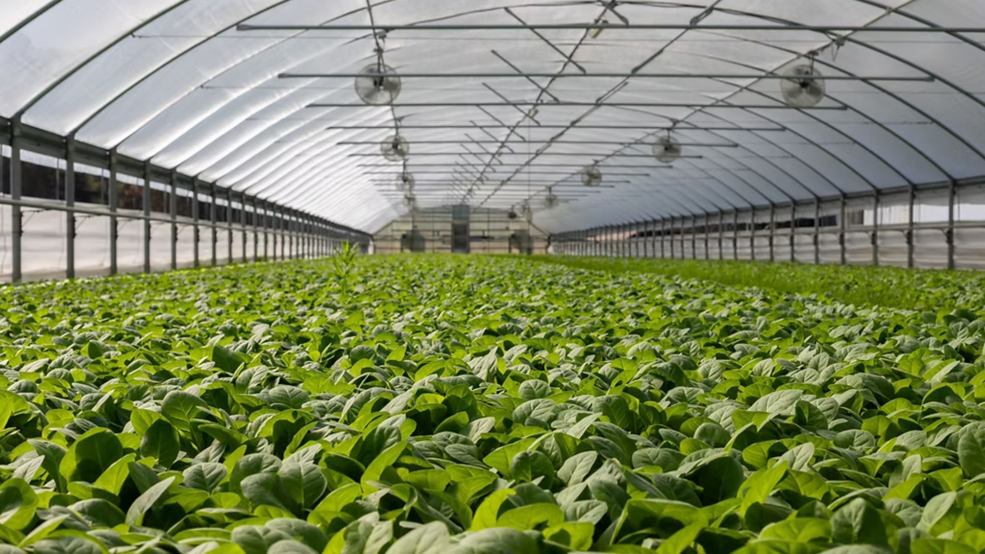Greenhouse Farming vs. Open-Field Farming: Pros and Cons