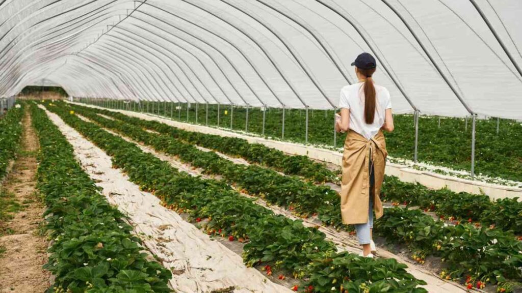 Greenhouse Farming vs. Open-Field Farming: Pros and Cons