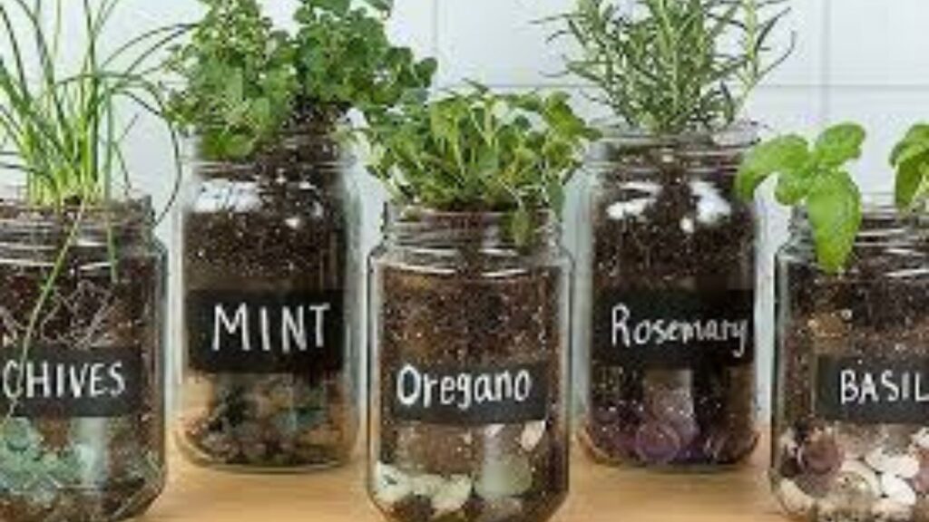 Growing herbs sustainably.