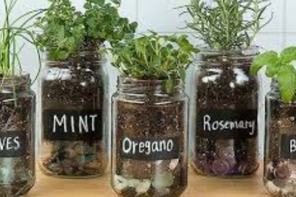 Growing herbs sustainably.